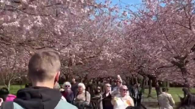 [4k] Cherry blossoms in Denmark 2022, Walking tour, kirsebær blomster, Bispebjerg Cemetery #shorts