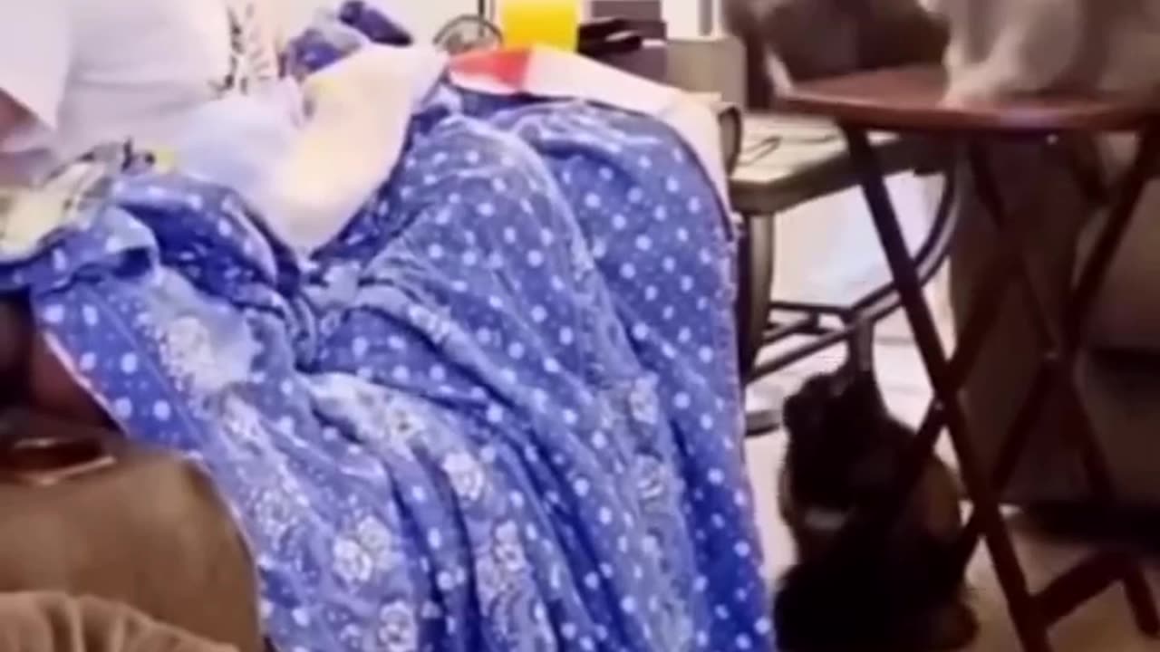 Funny animal vedio 🤣🤣||funny cats||#funny#shorts#animals#funny animal