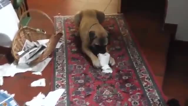 Funny π€£π€£ dog πππΆπ