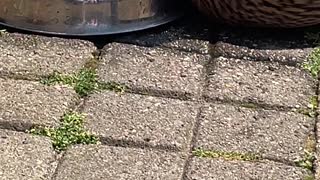 Ducklings Chill in Dog Bowl