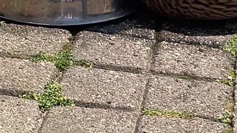 Ducklings Chill in Dog Bowl