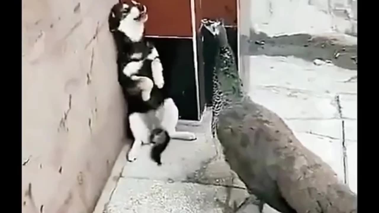 A Cute dog getting scared
