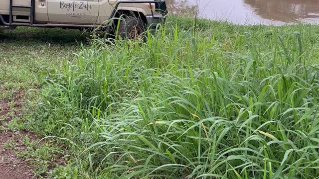 Old Lion Walks Past Vehicle on Game Reserve