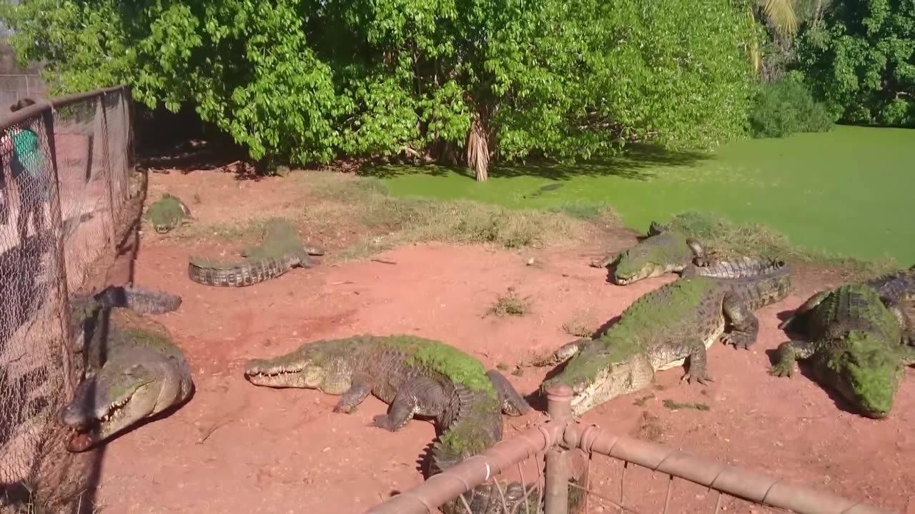 Crocodile bites foot off another crocodile