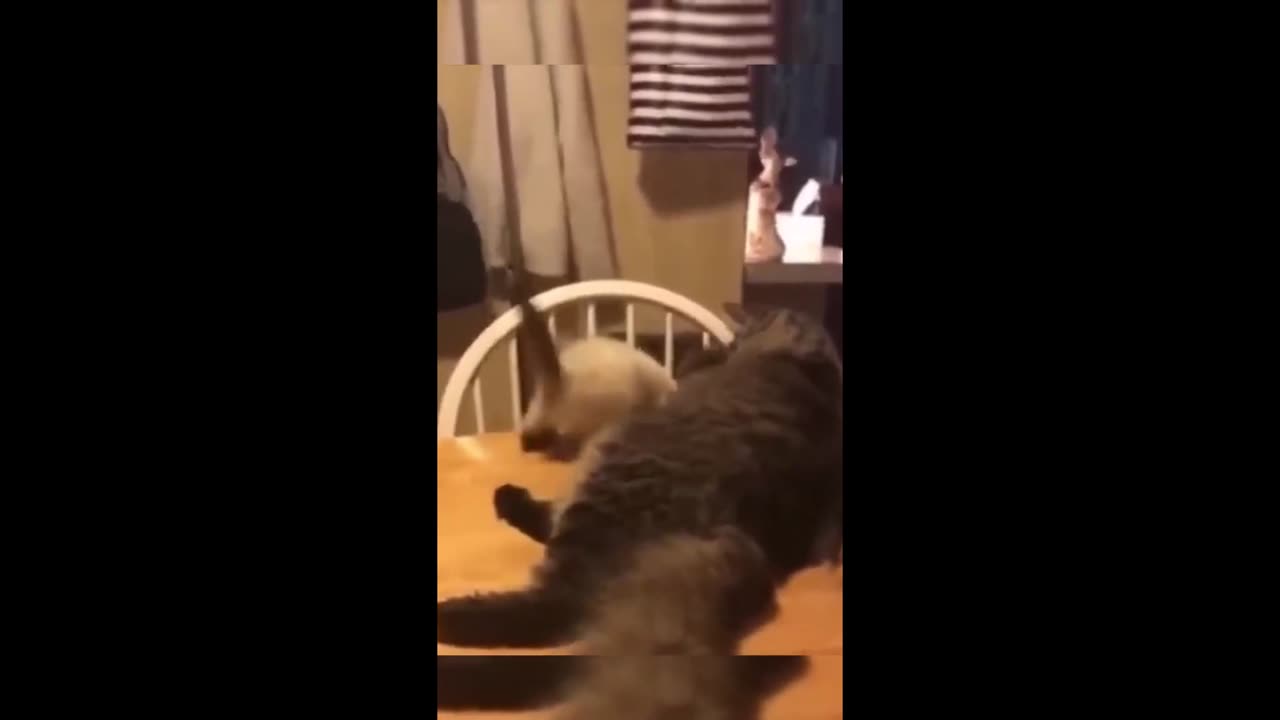 New Funny Animals, Funniest Cats and Dogs Videos 26