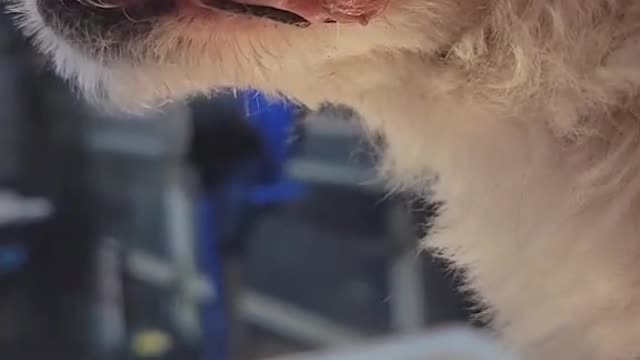 We see your dog more often than a vet, and often catch things before it's too late.
