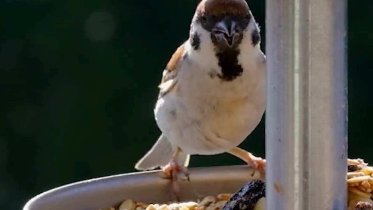 Charming Moment sparrow of emotion