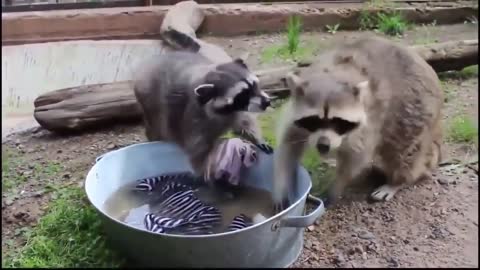 funny raccoons