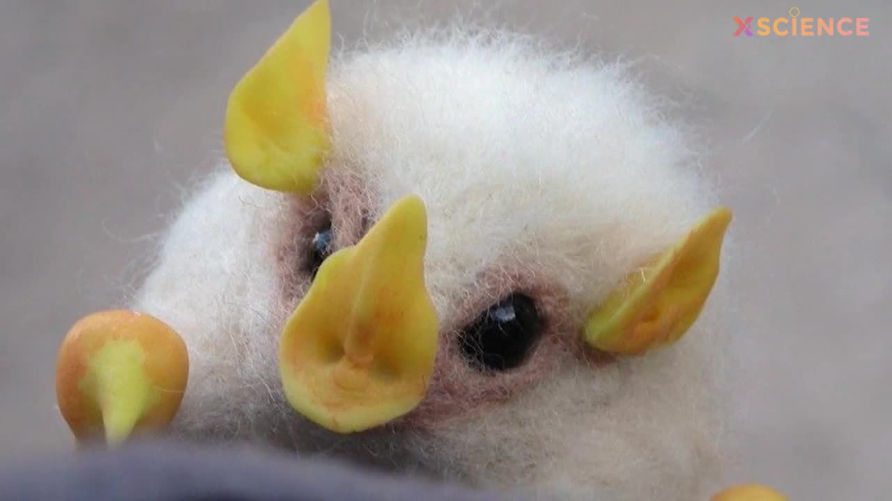 white bat honduras