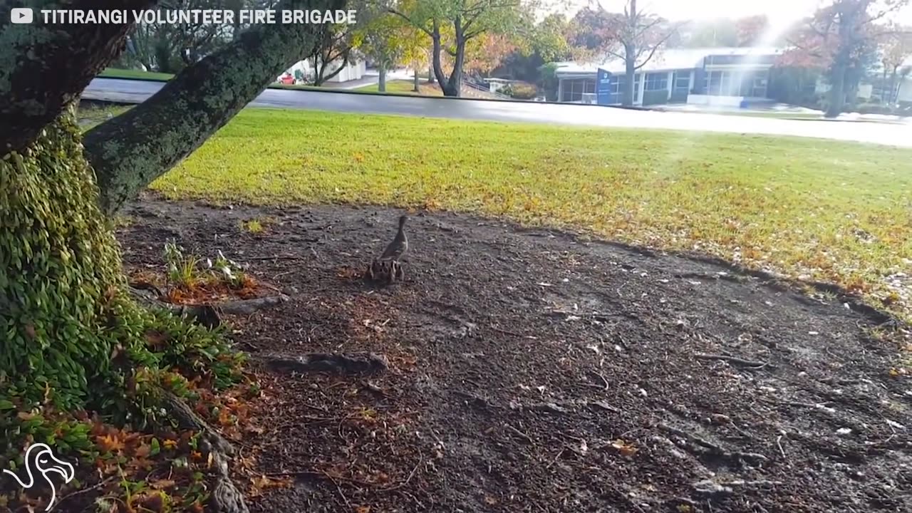 Firefighters Reunite Duck Family | The Dodo