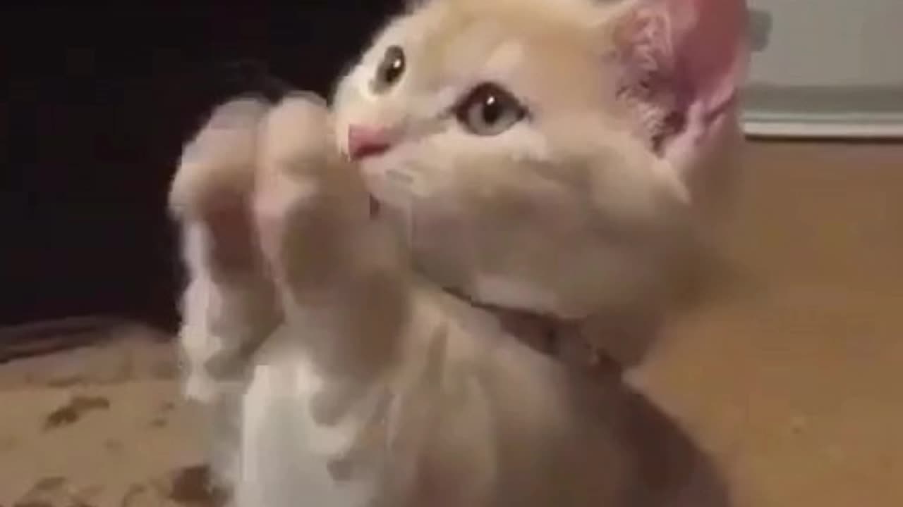 Funny and cute baby cat viral video