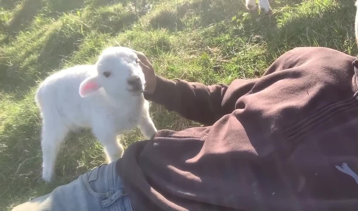 Cute Lamb Needs Attention