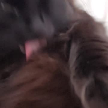 The Creation of hairballs. Reload...