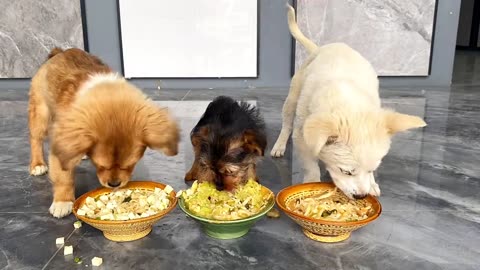 It is said that dogs love to eat vegetables. It seems to be true. The puppies are rushing to eat .