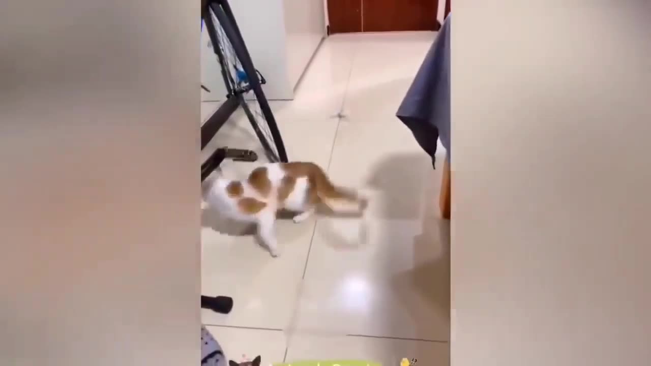 Cat Fighting 😠 Funny Fight || Cat And Dog Funny