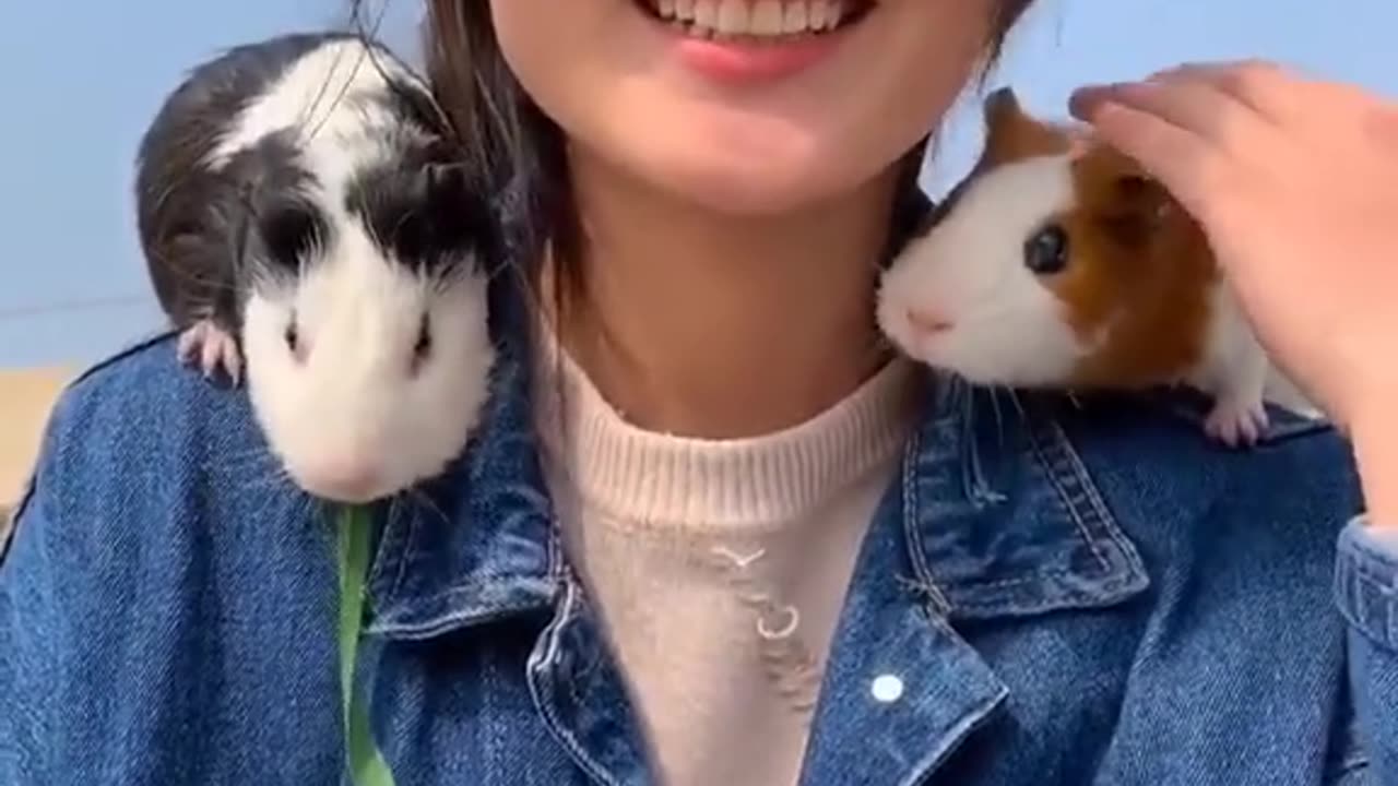 Soothing Moments: A Compilation of Guinea Pig Cuteness