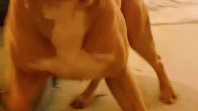 🦖 VS 🐕