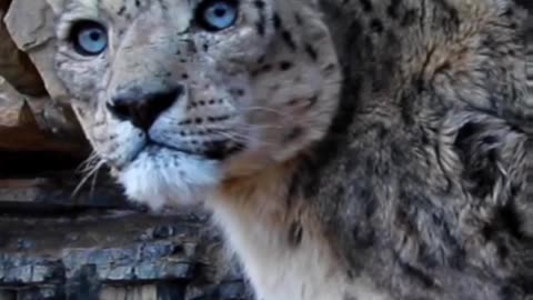 Snow Leopard