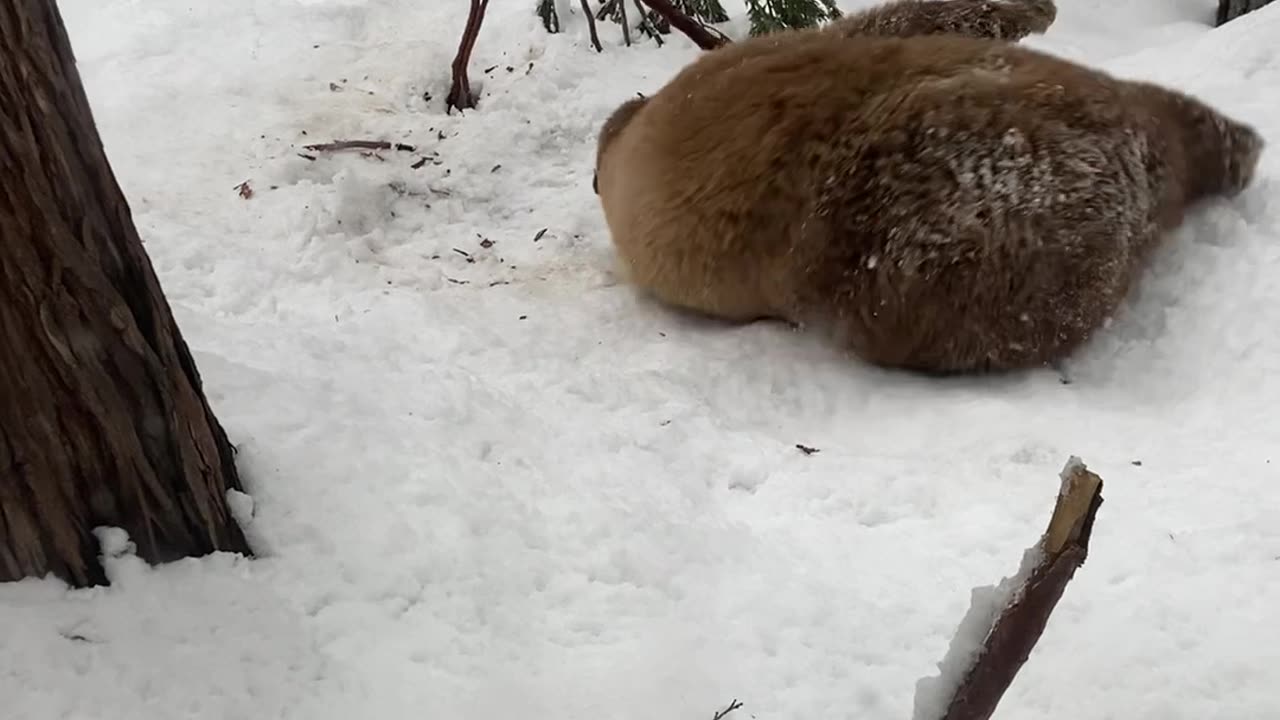 Bear Plays With Tree Branch in South Lake Tahoe