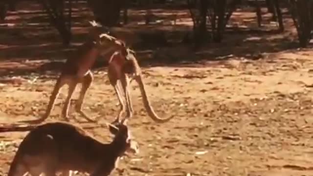 Bob and Bowie Practice Kickboxing