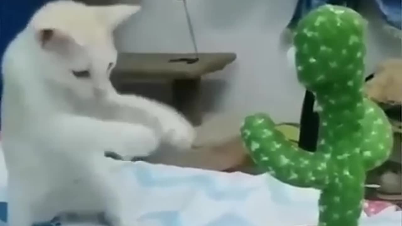 Animal funny video