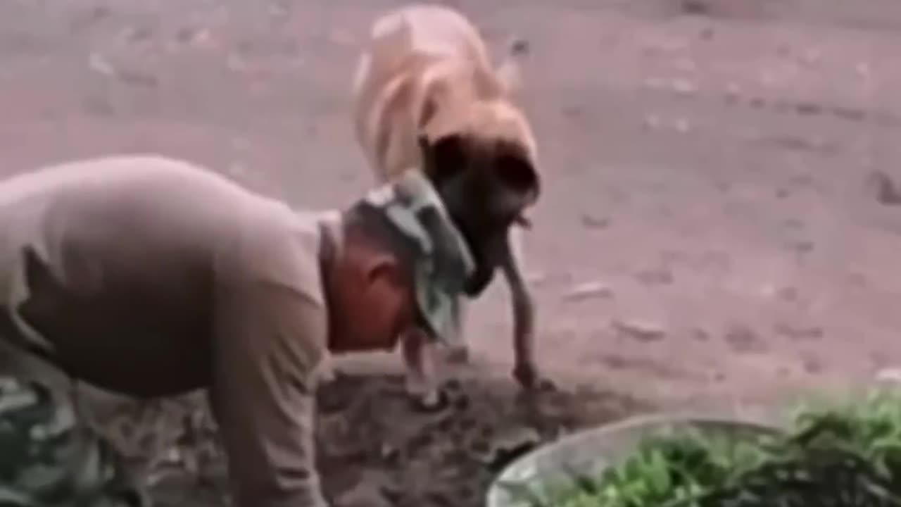 This is what this dog did when he saw his owner struggling 🥺💕