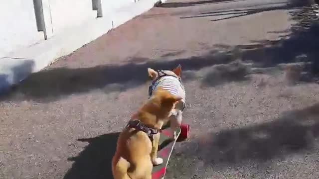 skatedog 4