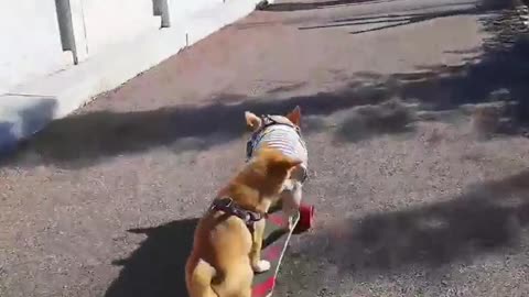 skatedog 4