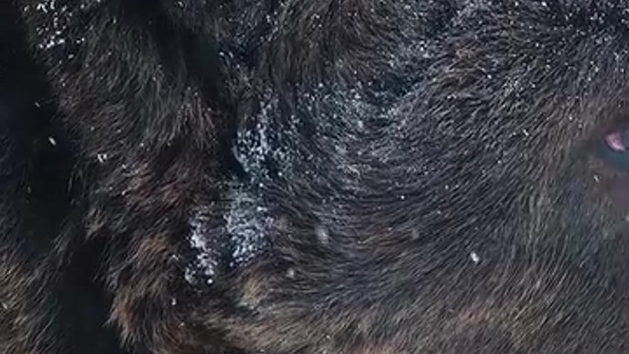 Grizzly bear brutally killed muskox's calfs for eating.