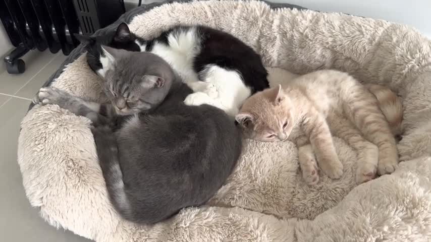 Cats Love To Snuggle Sleep Together