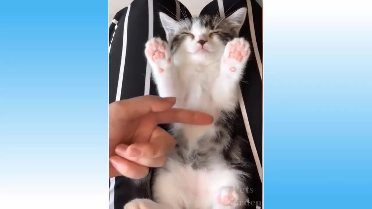 Cute Pets And Funny Animals Compilation