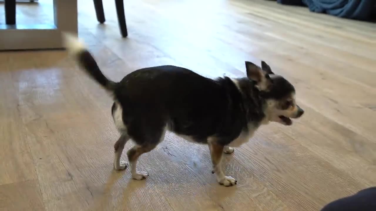 Trying To Get My Chihuahua To Sit For 20 Minutes