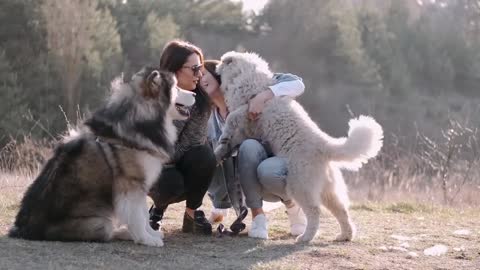 Cute dog,dog is animal, honest animal, faith full of owner.some are living in forest and domestic