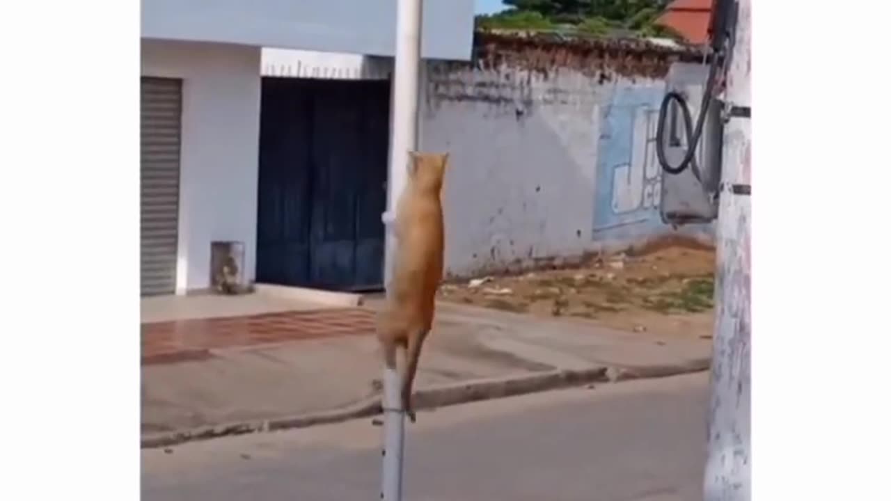 Funny videos