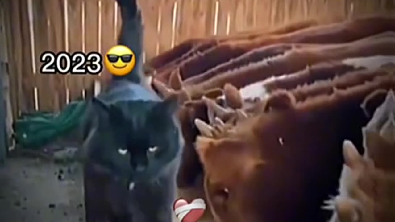 Cat and chicken fight