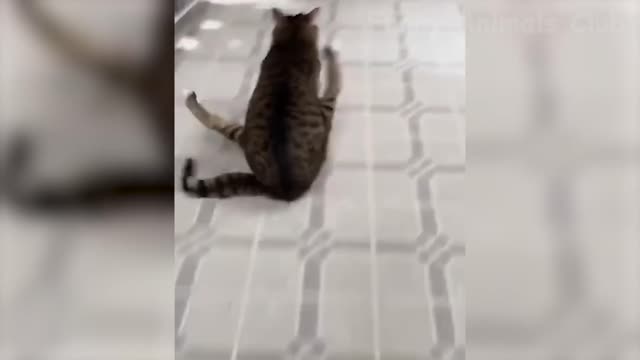 Funniest Animals Videos Best Cats and Dogs Videos 2022