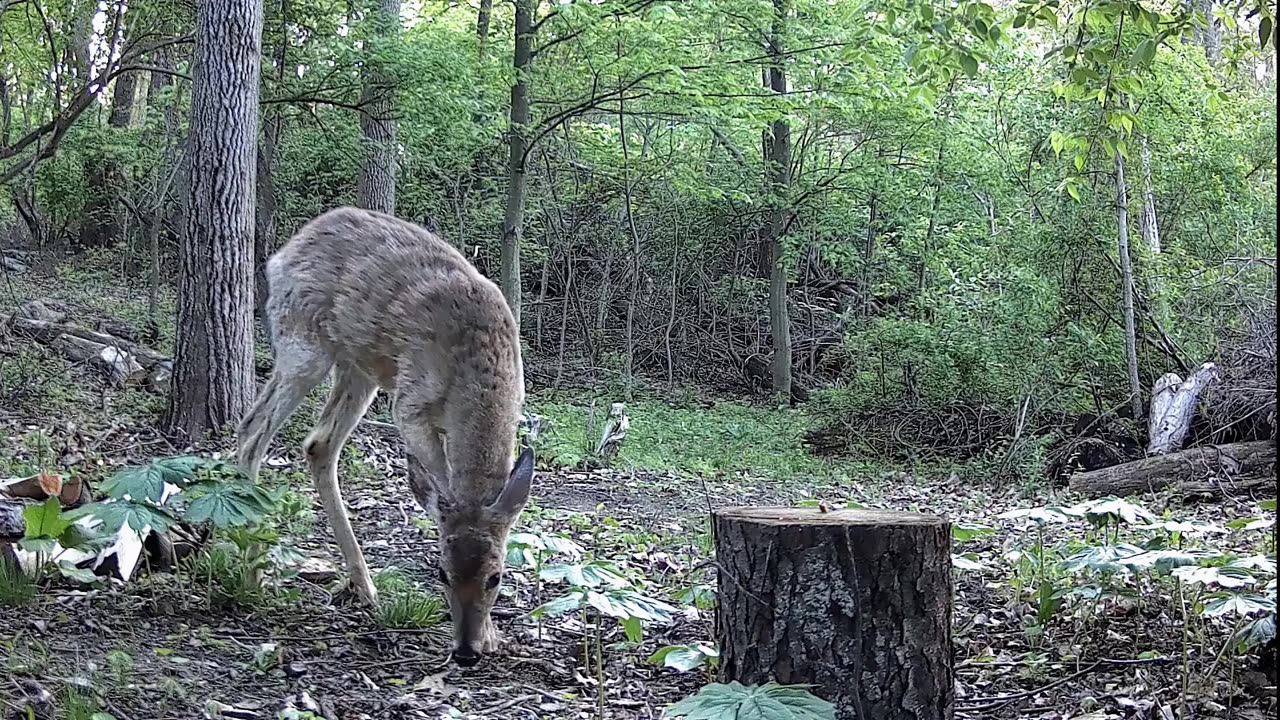 "SHAGGY" the button buck!