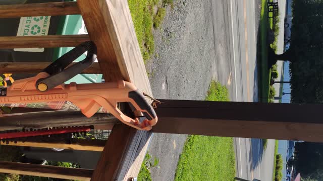 Praying Mantis Upstate NY