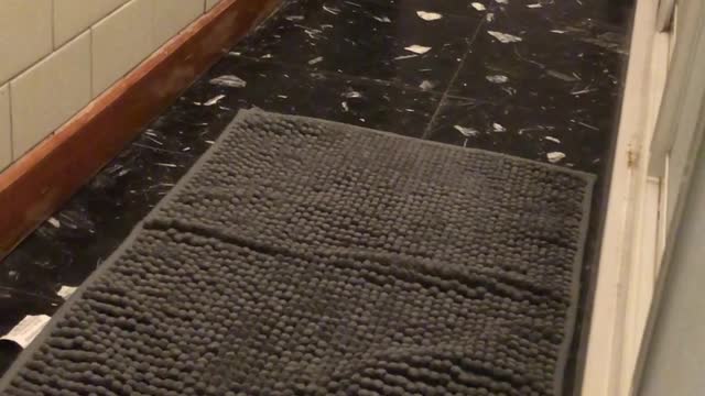 Scaredy Cat is Afraid of New Rug