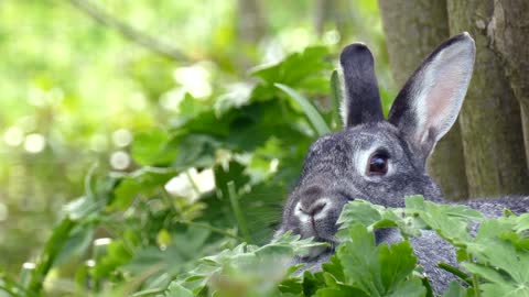 wild rabbit