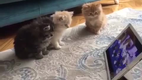 Kittens watching cartoon