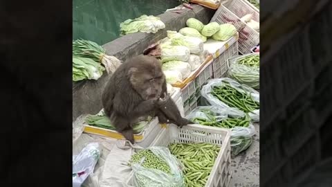 Funny and Cute Monkey