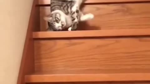 Cat Funny clip#9