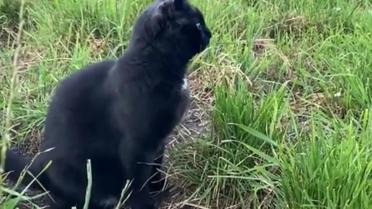 Funny cat video