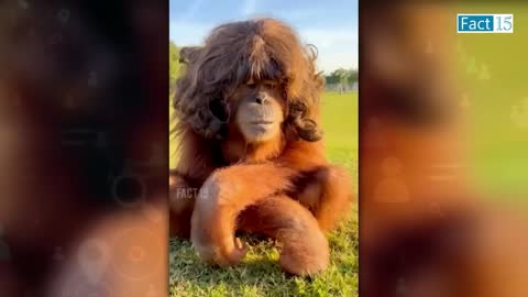 Funny animal videos