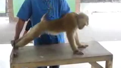 Monkey WORKOUT !!!!