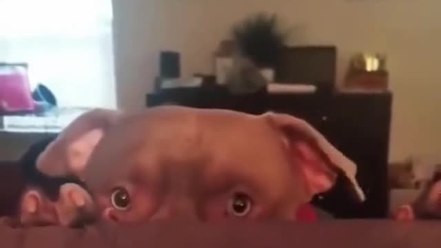 Shit shoveling officer, get up quickly. I want to eat