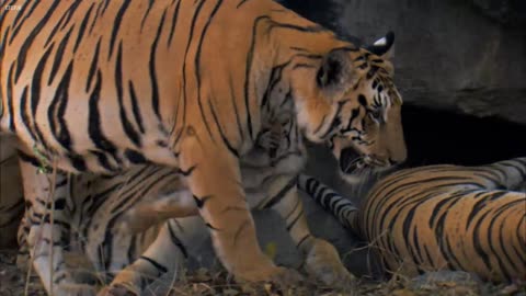 Tiger 🐯 Cubs Last Moment With Family members @re Tiger