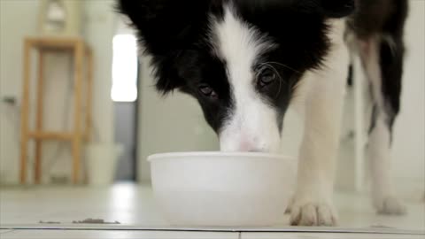 funny dog drinking milk