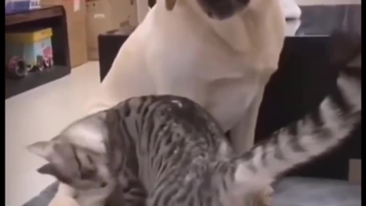 Animal funny video